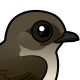 Northern Rough-winged Swallow