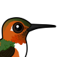 Allen's Hummingbird