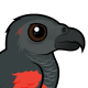 Pesquet's Parrot