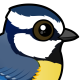 African Blue Tit