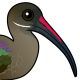 Hadada Ibis