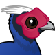 Vietnam Pheasant