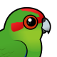 Red-crowned Parakeet