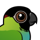 Nanday Parakeet