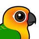 Jandaya Conure