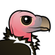 Lappet-faced Vulture