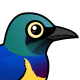Golden-breasted Starling