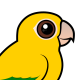 Golden Parakeet
