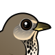 Gray-cheeked Thrush
