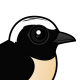 Cyprus Wheatear