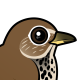 Hermit Thrush