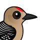 Gila Woodpecker