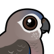 Bourke's Parrot