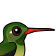 Buff-bellied Hummingbird