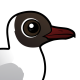 Black-headed Gull