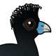Blue-billed Curassow