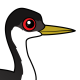 Western Grebe