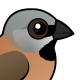 Black-throated Finch