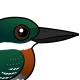 Green Kingfisher