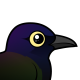 Common Grackle