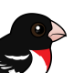 Rose-breasted Grosbeak