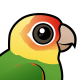 Carolina Parakeet