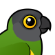 Senegal Parrot