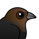 Brown-headed Cowbird