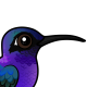 Violet Sabrewing