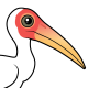 Milky Stork