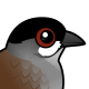 Jocotoco Antpitta