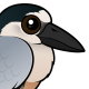 Boat-billed Heron