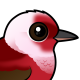 Pink-headed Warbler