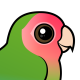 Rosy-faced Lovebird
