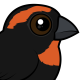 Puerto Rican Bullfinch