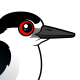Black-crowned Night Heron