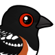 Spotted Towhee