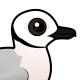 Ross's Gull