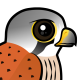Common Kestrel
