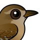 Eurasian Wren
