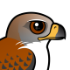 Ferruginous Hawk