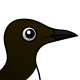 Common Murre