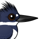 Belted Kingfisher