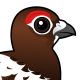 Willow Ptarmigan