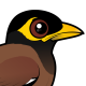 Common Myna