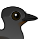 Superb Lyrebird