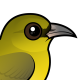 Hawai'i 'Amakihi