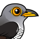Common Cuckoo