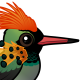 Tufted Coquette