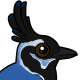 Black-throated Magpie-Jay